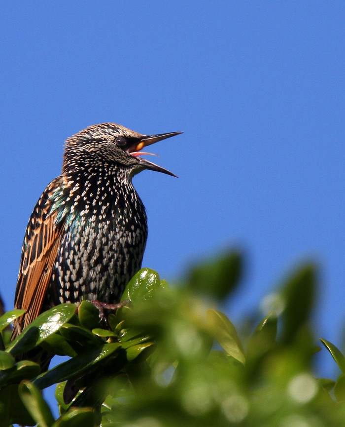 Starling