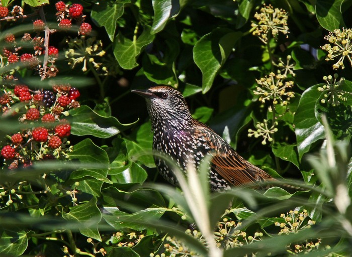 Starling