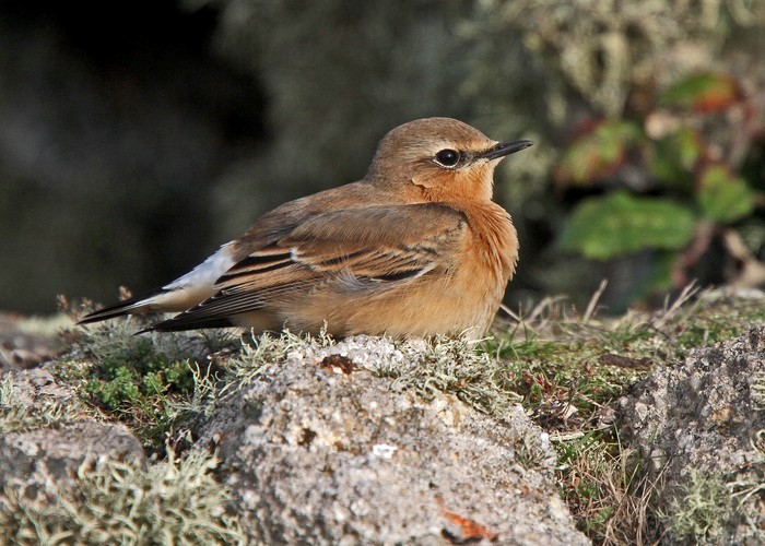 Wheatear