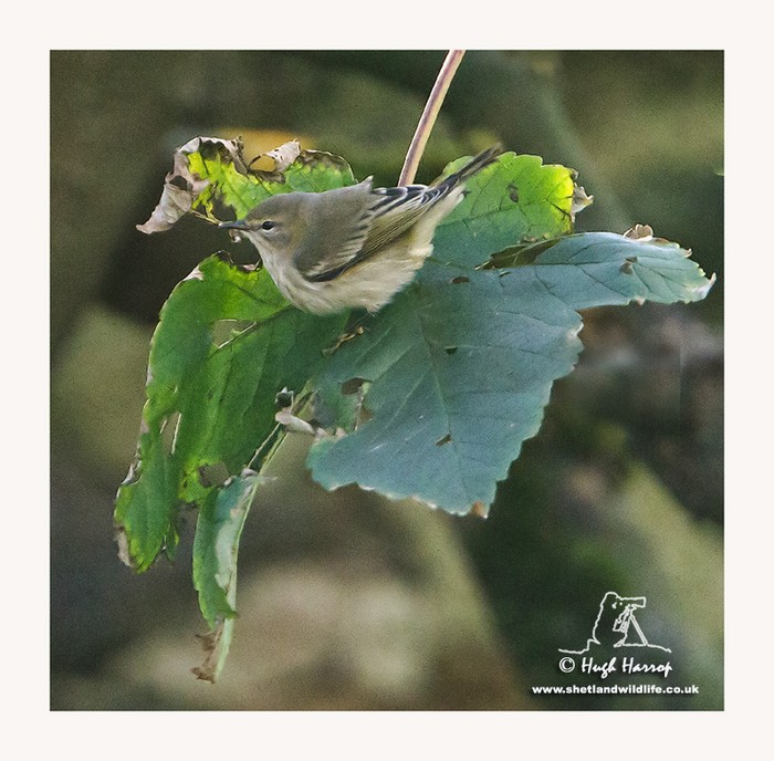 Cape May Warbler