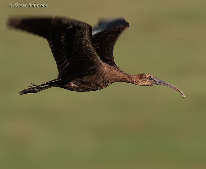 Glossy Ibis