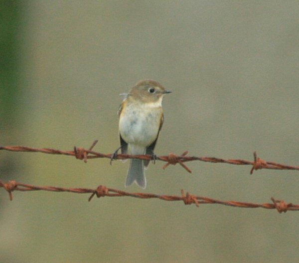 Red-flanked Bluetail