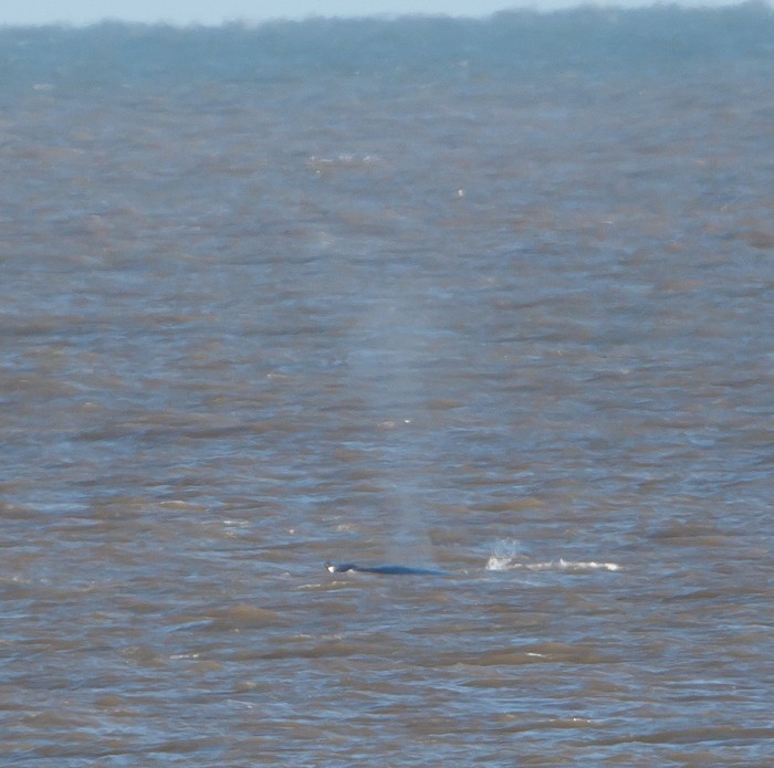 Humpback Whale