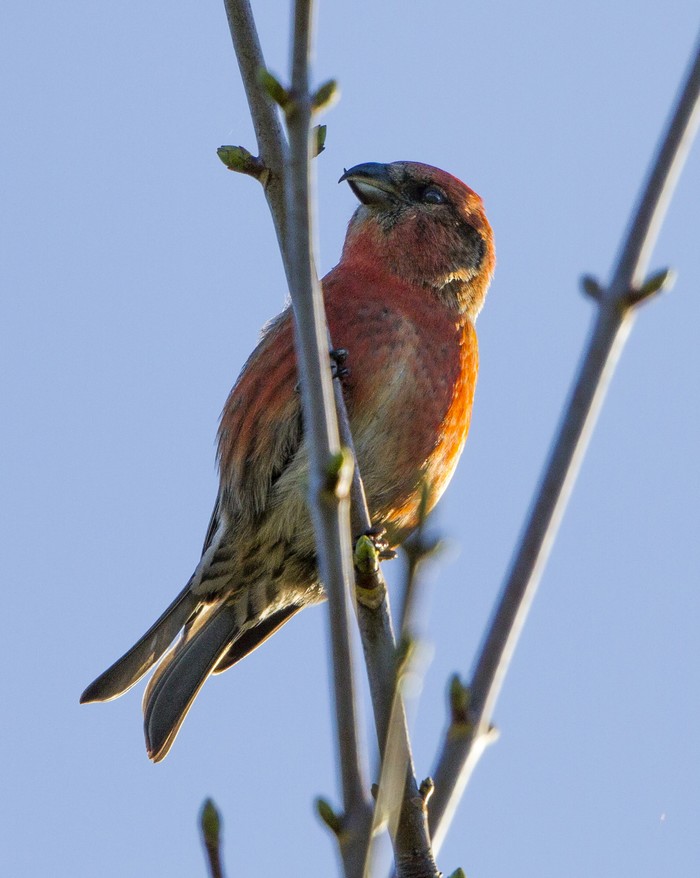 Two-barred Crossbill