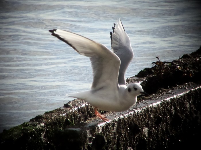 Bonaparte's Gull
