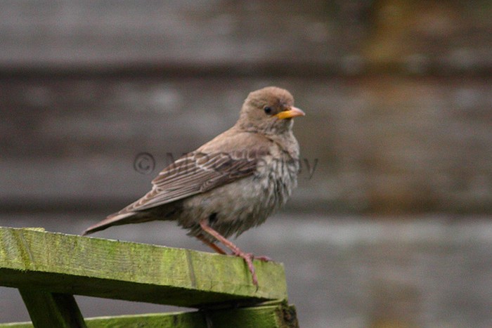 Rose-coloured Starling