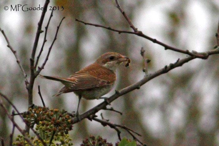 Red-backed Shrike