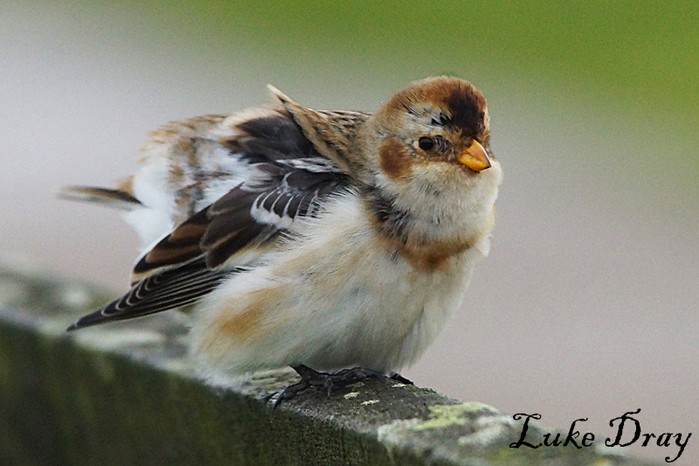 Snow Bunting
