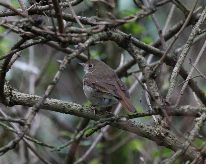 Hermit Thrush