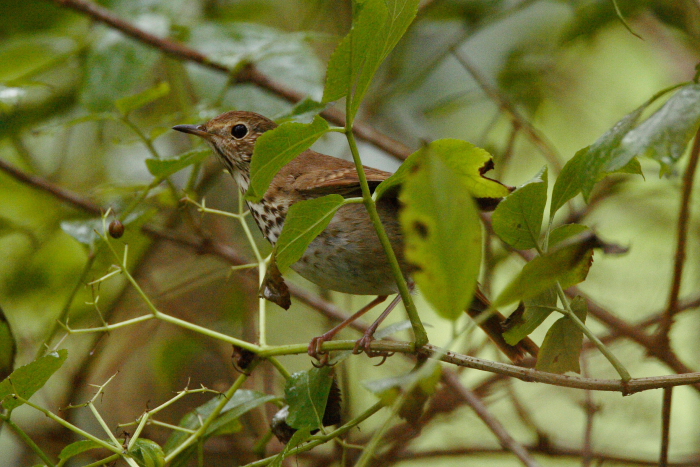 Hermit Thrush