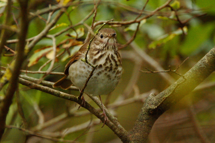 Hermit Thrush