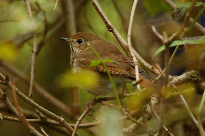Hermit Thrush