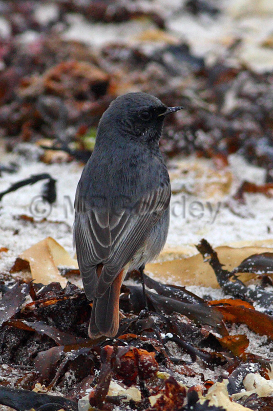 Black Redstart
