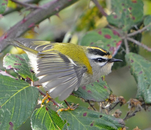 Firecrest