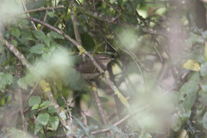 Dusky Warbler