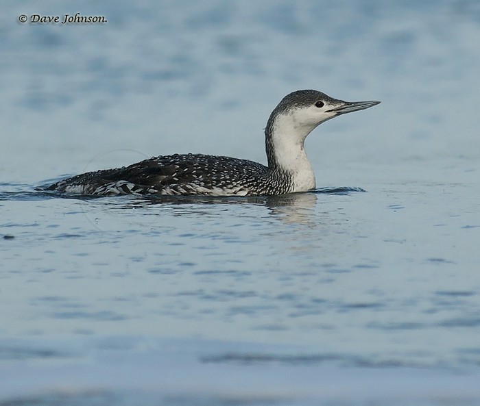 Red-throated Diver
