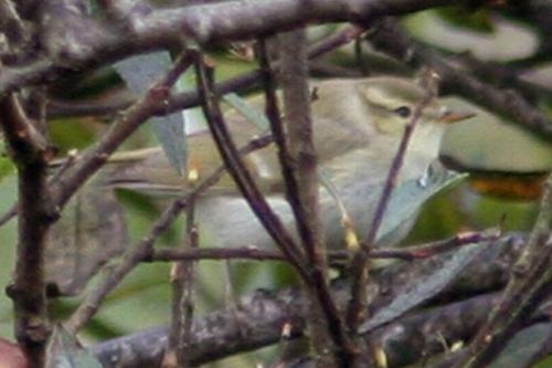 Greenish Warbler