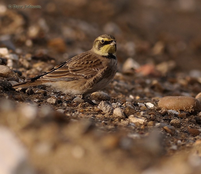 Shorelark