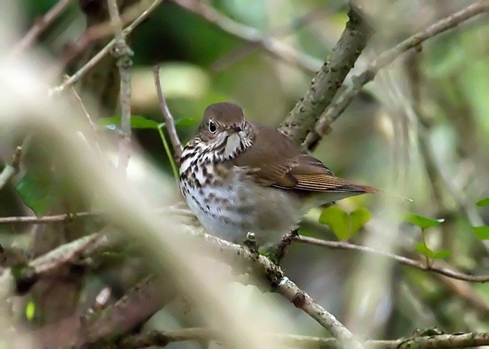 Hermit Thrush