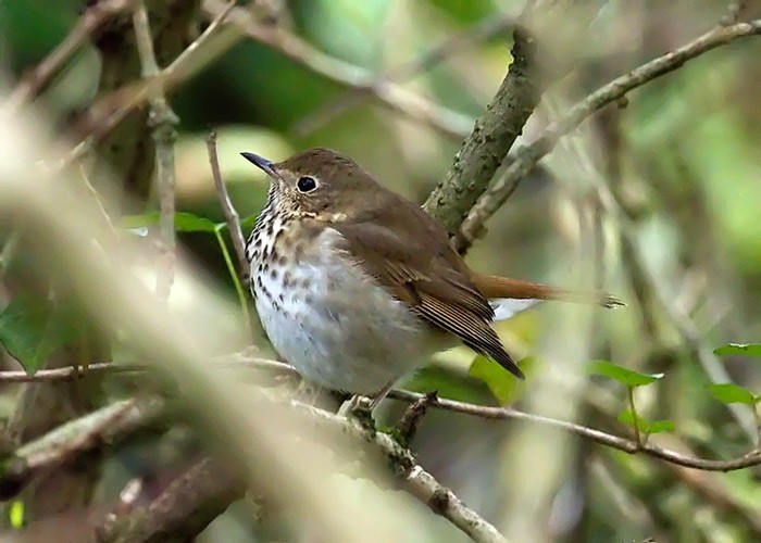 Hermit Thrush