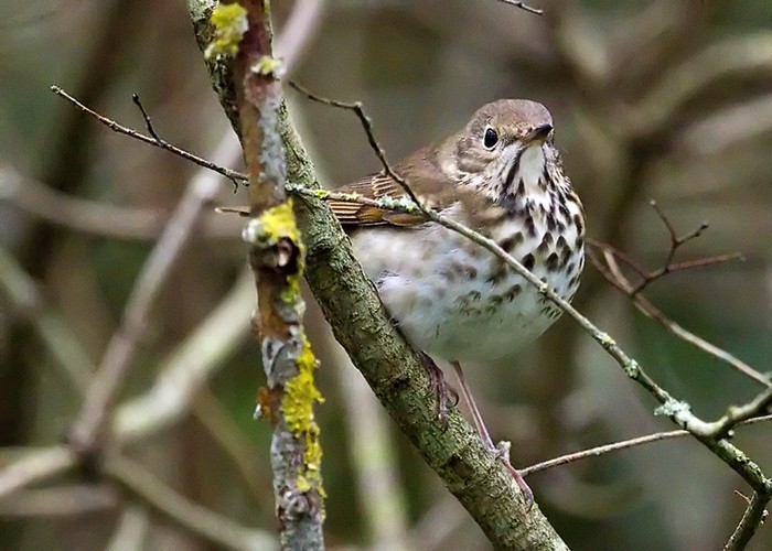 Hermit Thrush