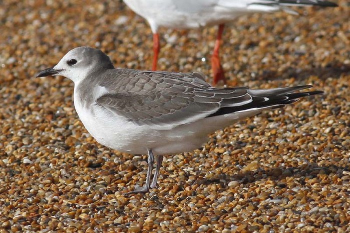 Sabine's Gull