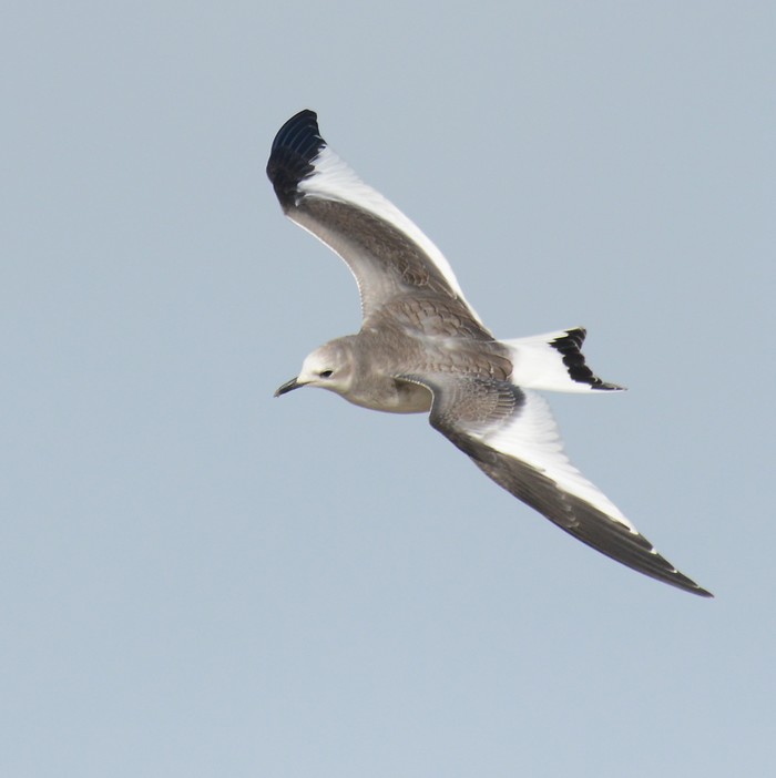Sabine's Gull