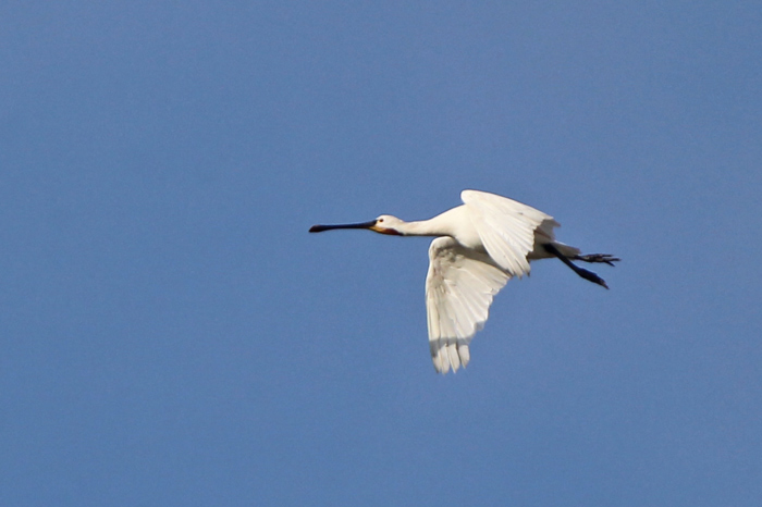 Spoonbill