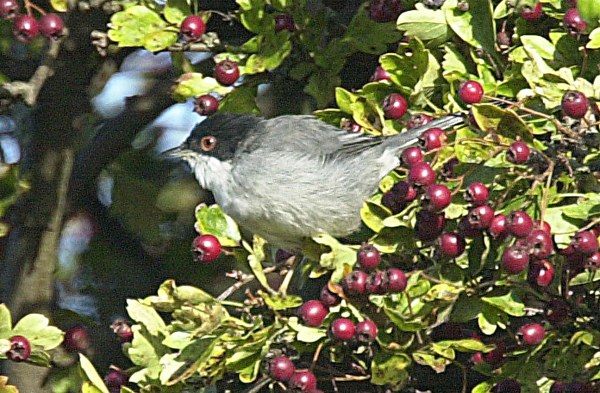 Sardinian Warbler