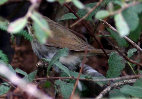 Blyth's Reed Warbler