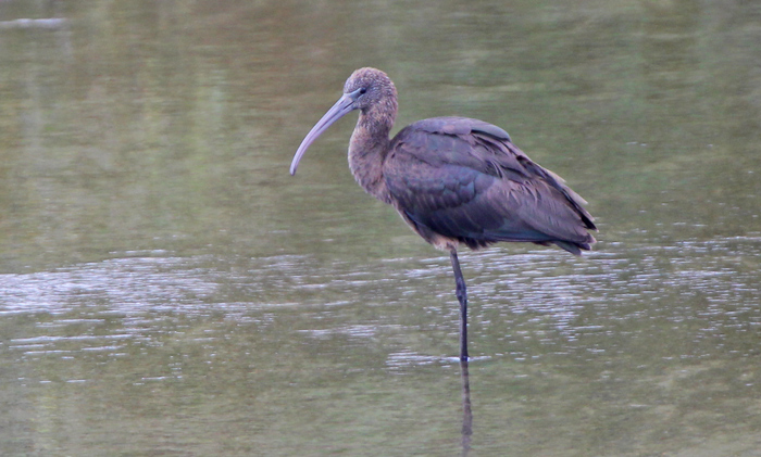 Glossy Ibis