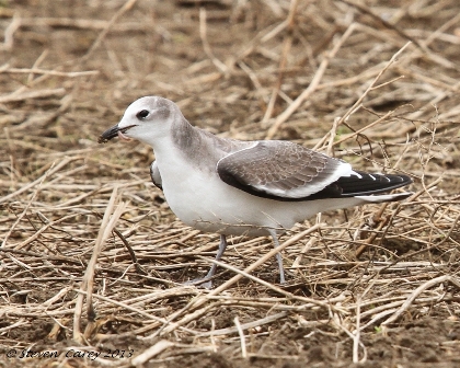 Sabine's Gull