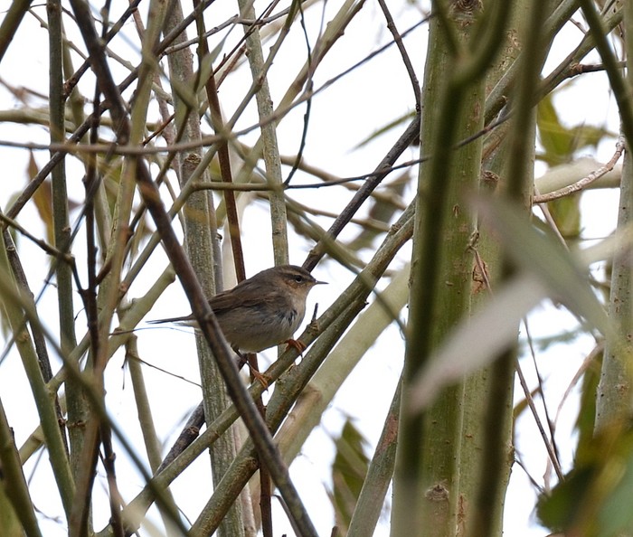 Dusky Warbler