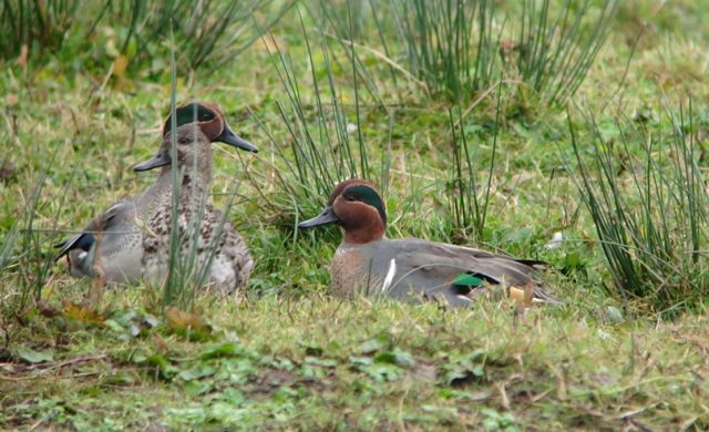 Green-winged Teal