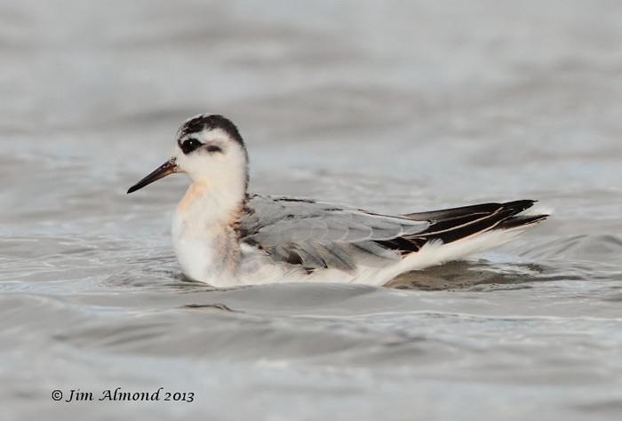 Grey Phalarope