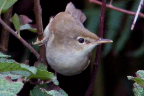 Blyth's Reed Warbler