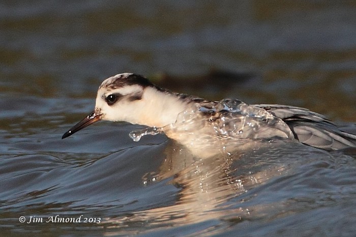 Grey Phalarope