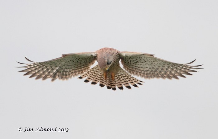 Kestrel