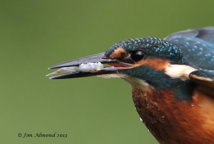 Kingfisher