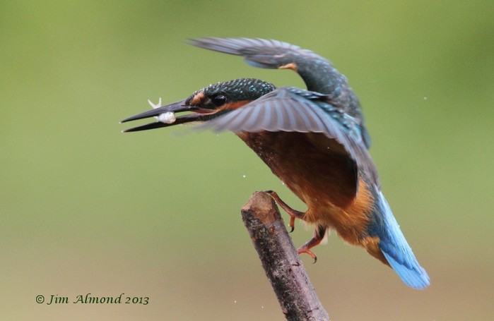 Kingfisher