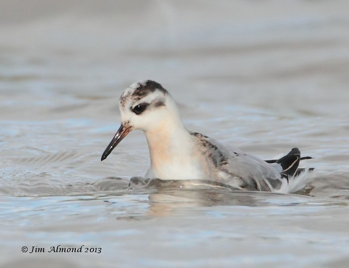 Grey Phalarope