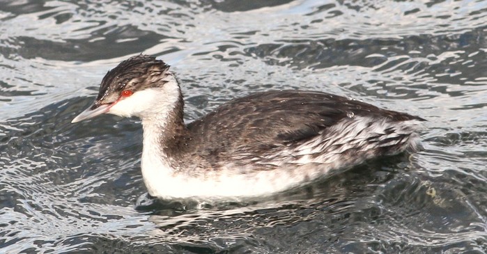 Slavonian Grebe