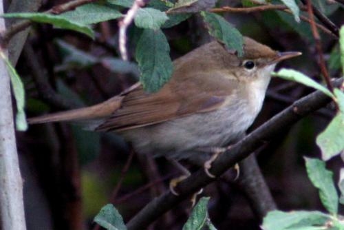 Blyth's Reed Warbler