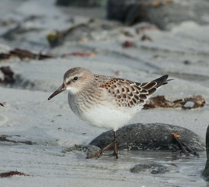 White-rumped Sandpiper
