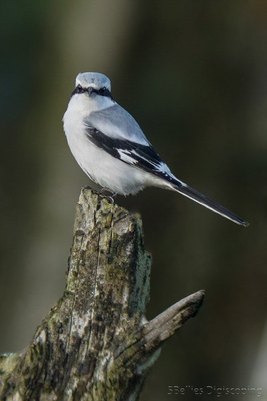 Great Grey Shrike