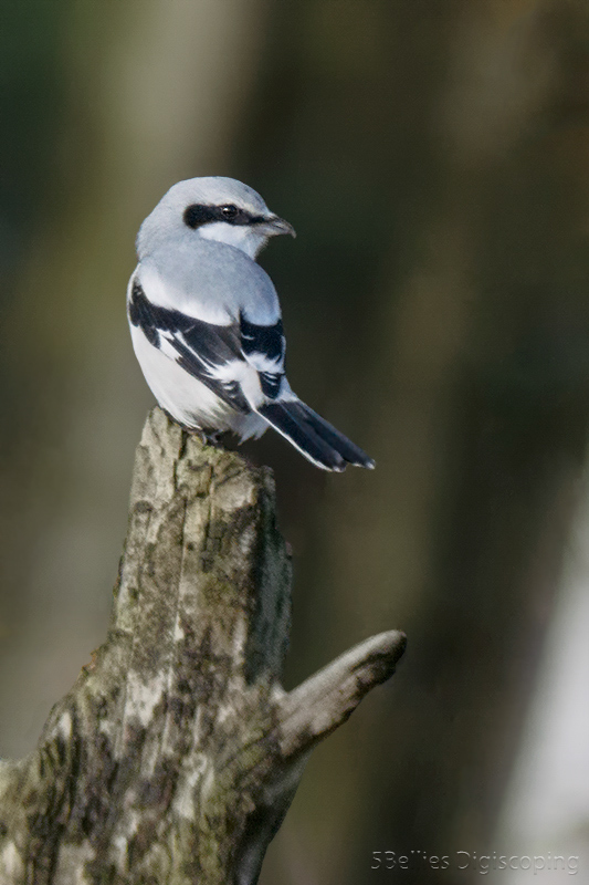 Great Grey Shrike