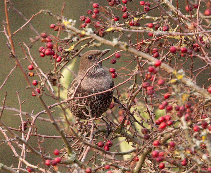 Ring Ouzel