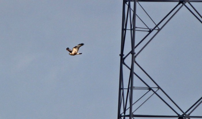 Rough-legged Buzzard
