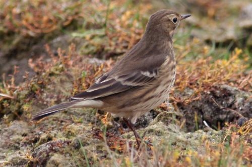 Buff-bellied Pipit