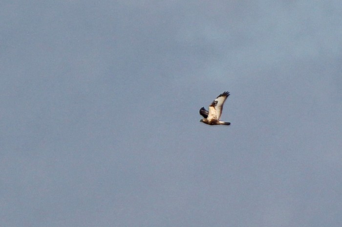 Rough-legged Buzzard